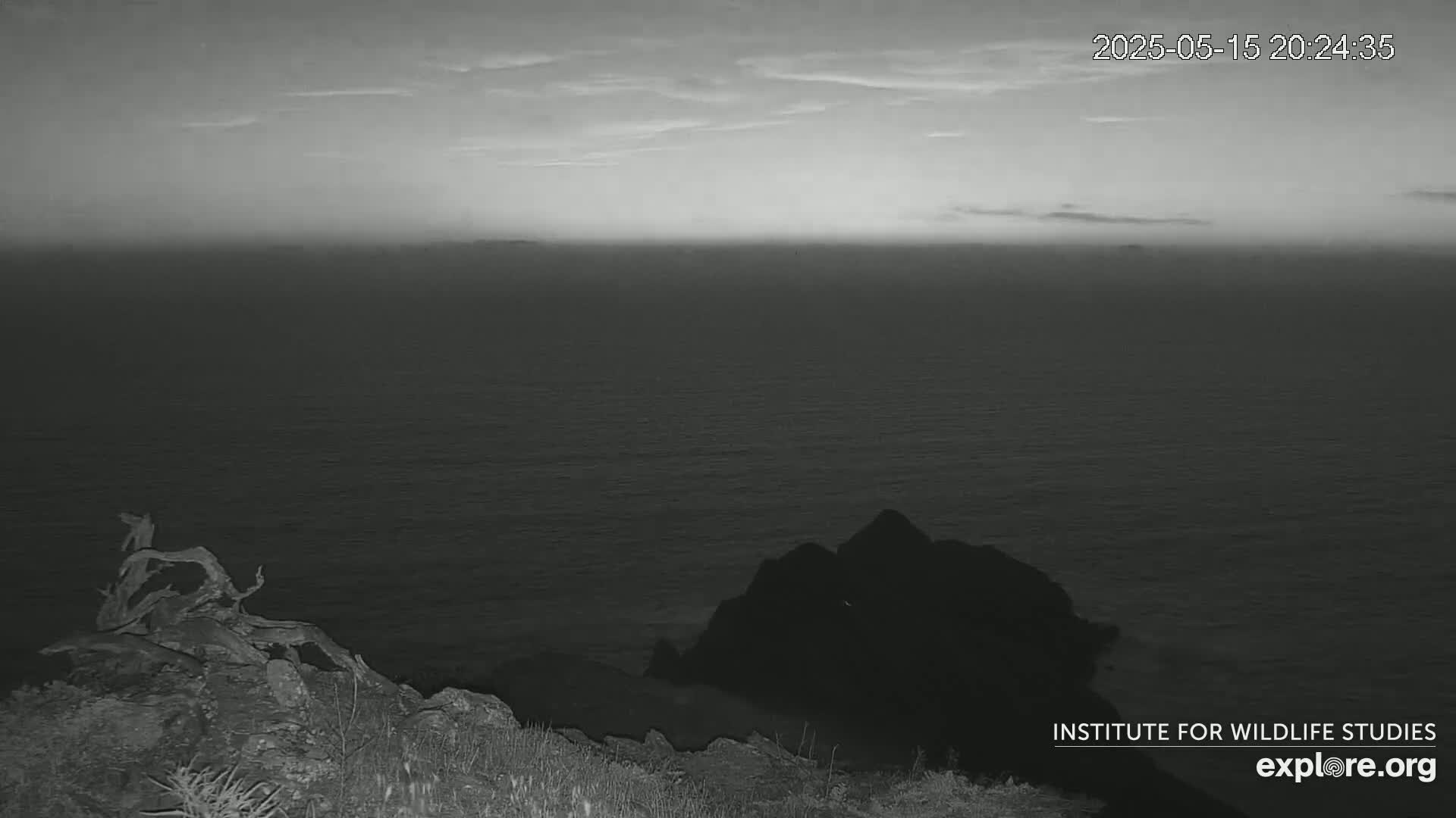 Santa Catalina Island  West End Bald Eagle Wildlife & Pasific View Live Cam - West End, Santa Catalina, Los Angeles, California, USA