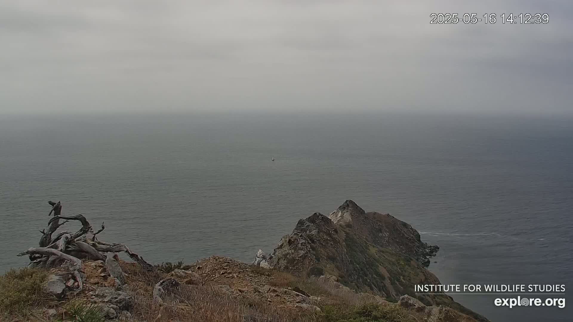 Santa Catalina Island  West End Bald Eagle Wildlife & Pasific View Live Cam - West End, Santa Catalina, Los Angeles, California, USA