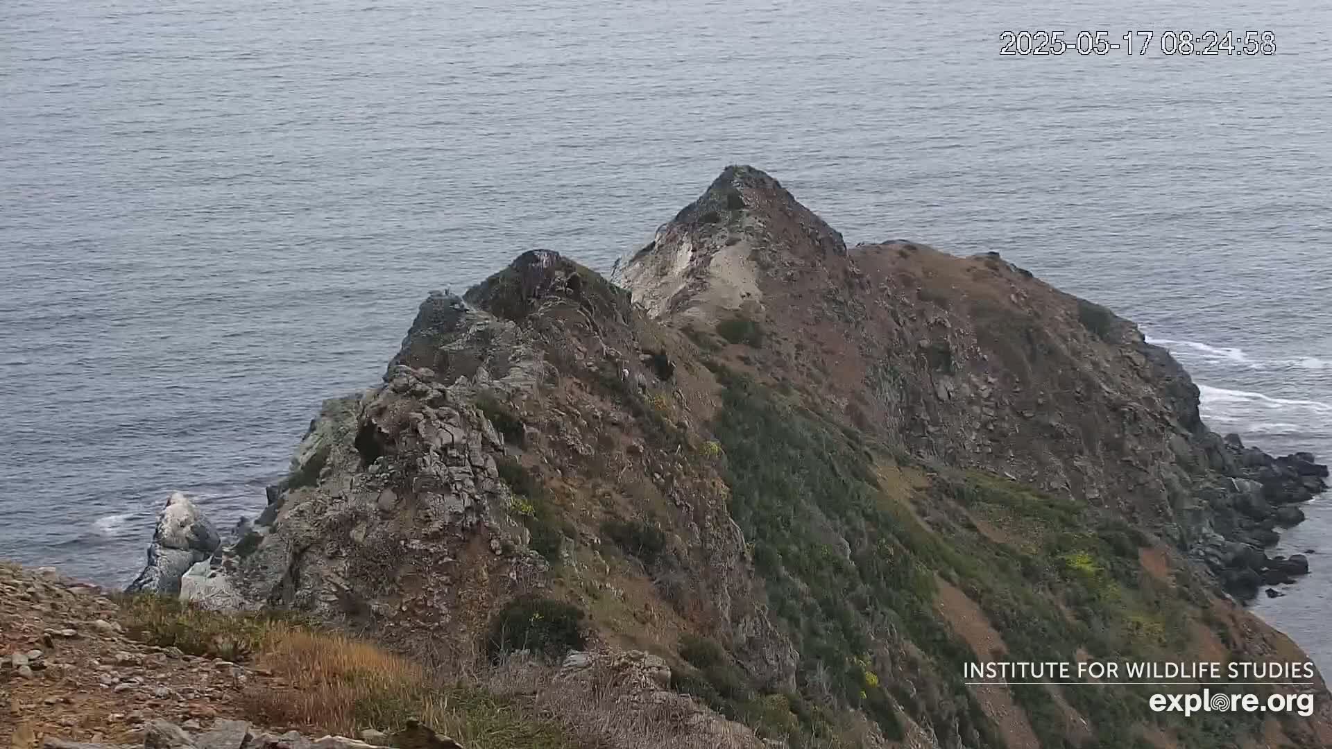 A rocky, vegetated cliff face descends to a calm ocean with small waves breaking at its base.