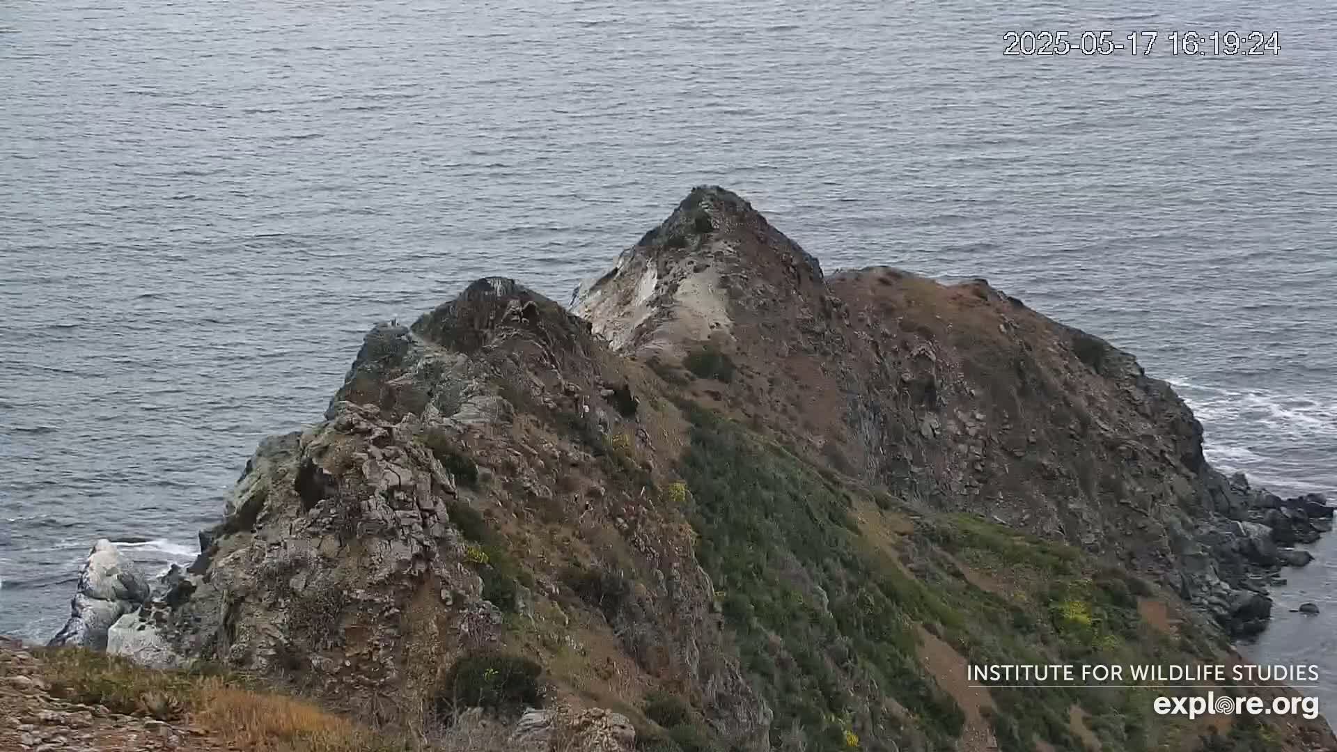Santa Catalina Island  West End Bald Eagle Wildlife & Pasific View Live Cam - West End, Santa Catalina, Los Angeles, California, USA