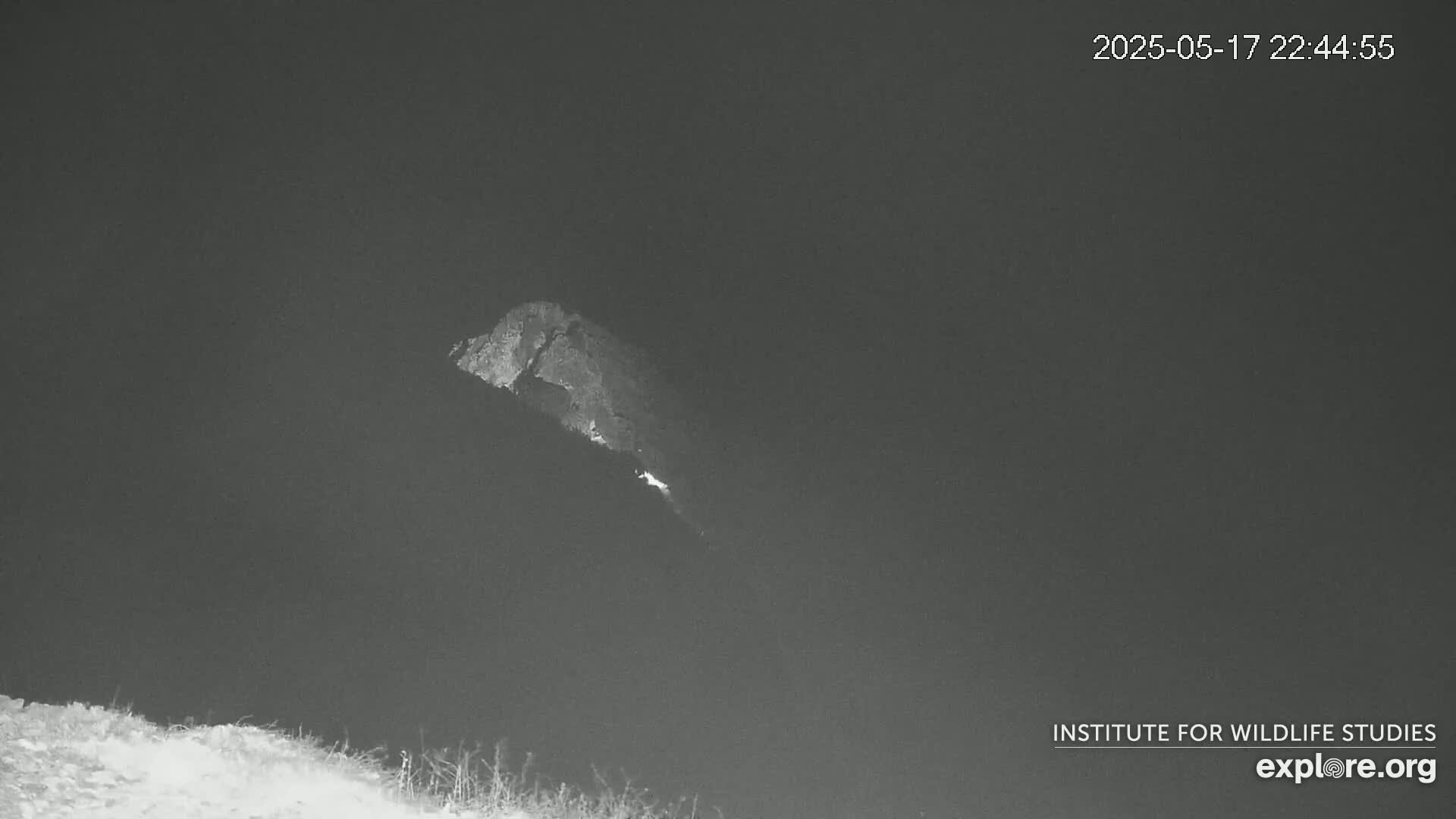 Santa Catalina Island  West End Bald Eagle Wildlife & Pasific View Live Cam - West End, Santa Catalina, Los Angeles, California, USA