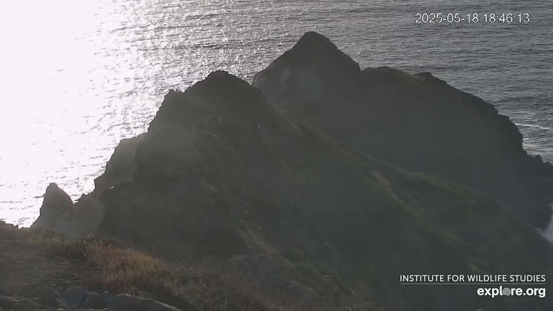 Santa Catalina Island  West End Bald Eagle Wildlife & Pasific View Live Cam - West End, Santa Catalina, Los Angeles, California, USA