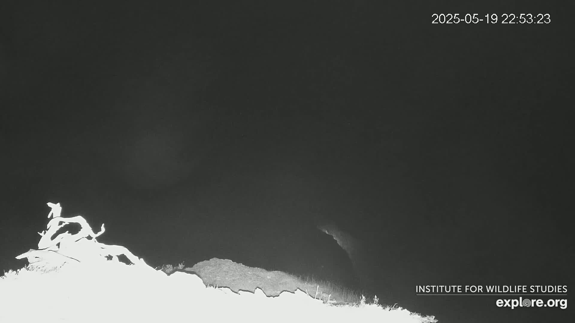 Santa Catalina Island  West End Bald Eagle Wildlife & Pasific View Live Cam - West End, Santa Catalina, Los Angeles, California, USA
