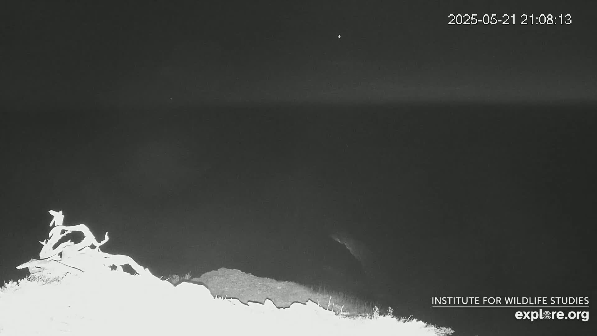 A nighttime, low-light image shows a gnarled piece of driftwood atop a dark hill or cliff overlooking a dark body of water under a mostly clear sky.