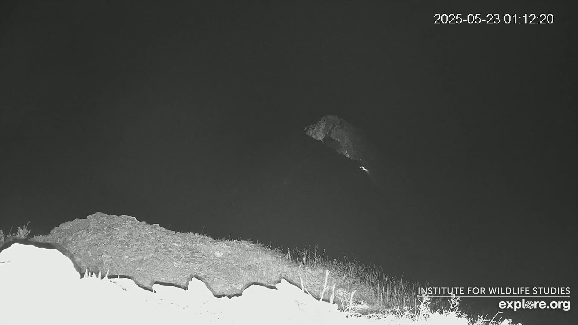 A nighttime, low-light image shows a dark, rocky shoreline with sparse vegetation, and a distant, dimly lit hill or cliff in the background.