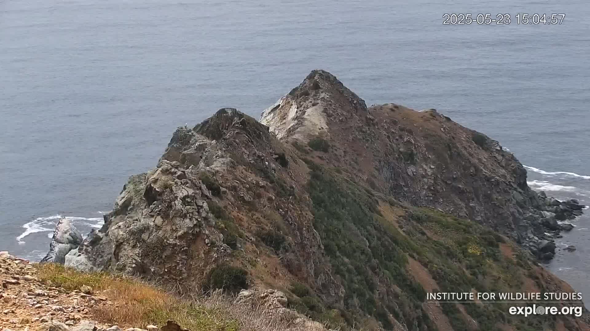 Santa Catalina Island  West End Bald Eagle Wildlife & Pasific View Live Cam - West End, Santa Catalina, Los Angeles, California, USA