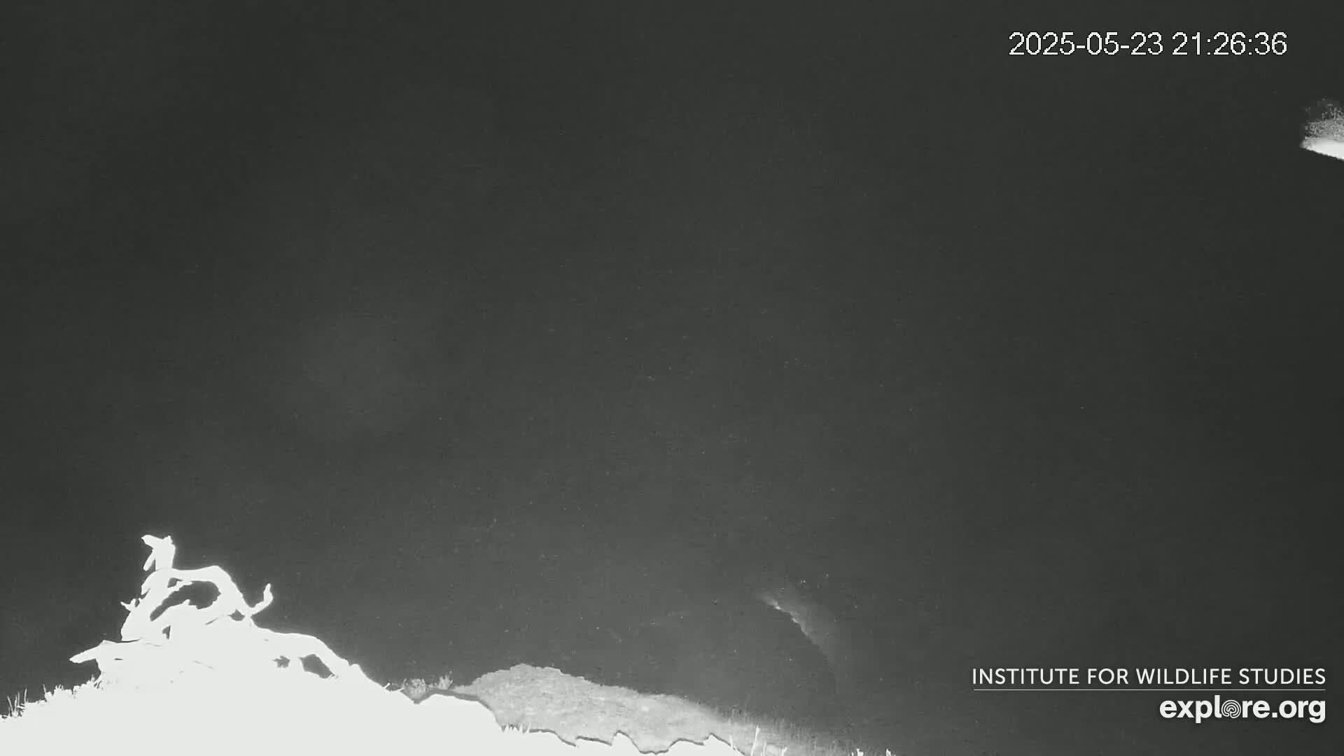 Santa Catalina Island  West End Bald Eagle Wildlife & Pasific View Live Cam - West End, Santa Catalina, Los Angeles, California, USA