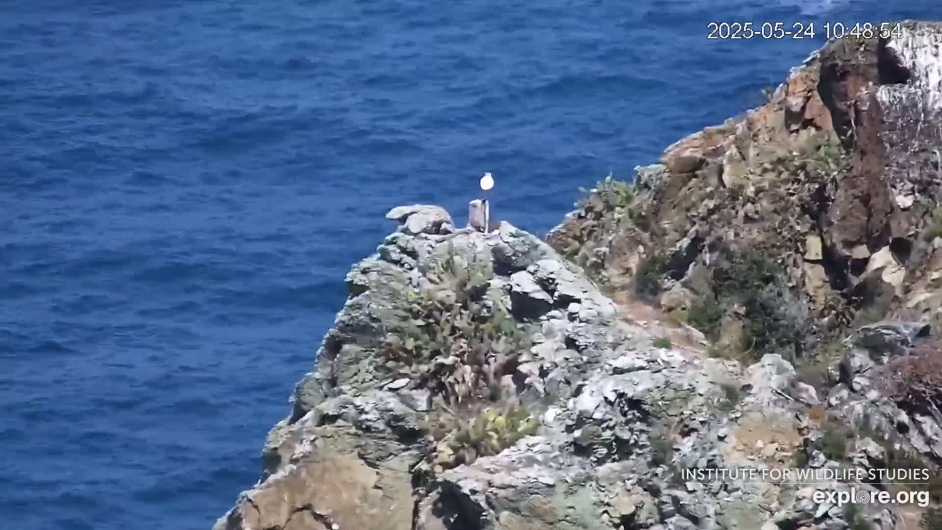 A seabird stands on a rocky outcrop overlooking a blue ocean under sunny conditions.