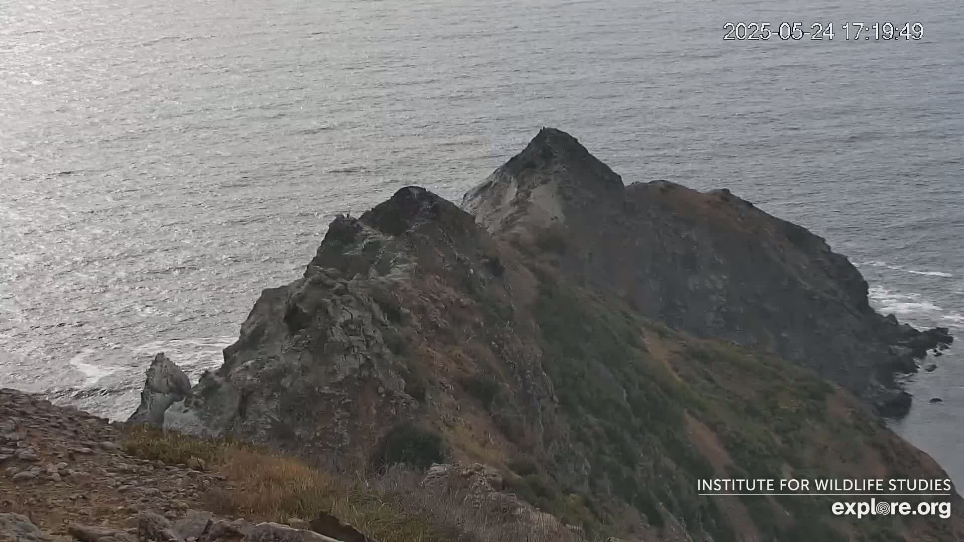 Santa Catalina Island  West End Bald Eagle Wildlife & Pasific View Live Cam - West End, Santa Catalina, Los Angeles, California, USA