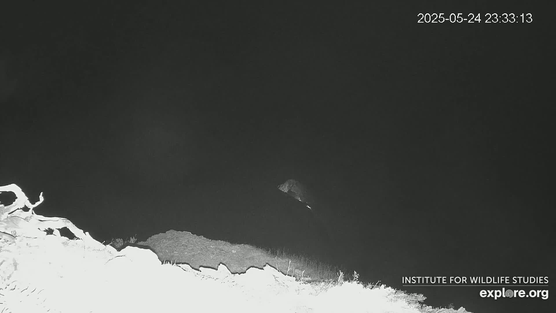 Santa Catalina Island  West End Bald Eagle Wildlife & Pasific View Live Cam - West End, Santa Catalina, Los Angeles, California, USA
