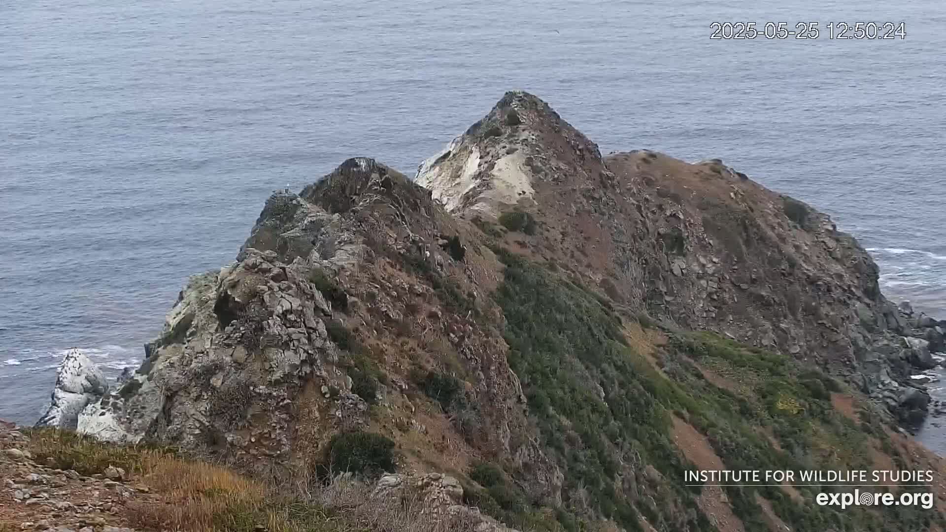 Santa Catalina Island  West End Bald Eagle Wildlife & Pasific View Live Cam - West End, Santa Catalina, Los Angeles, California, USA