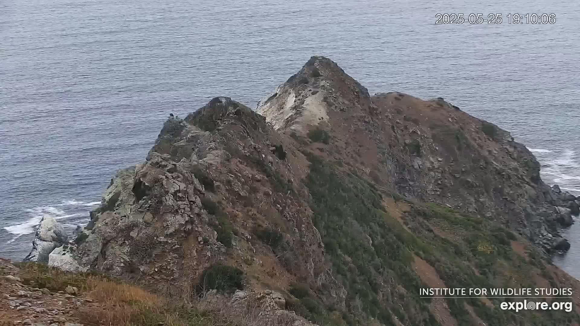 Santa Catalina Island  West End Bald Eagle Wildlife & Pasific View Live Cam - West End, Santa Catalina, Los Angeles, California, USA