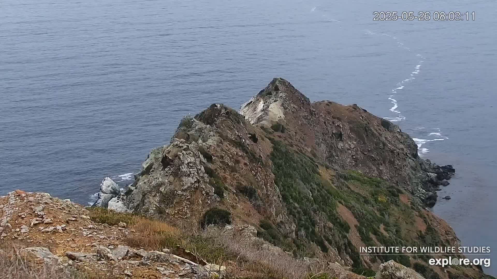 A rocky, vegetated cliff overlooking a calm ocean with a thin line of whitecaps tracing a path along the coast.