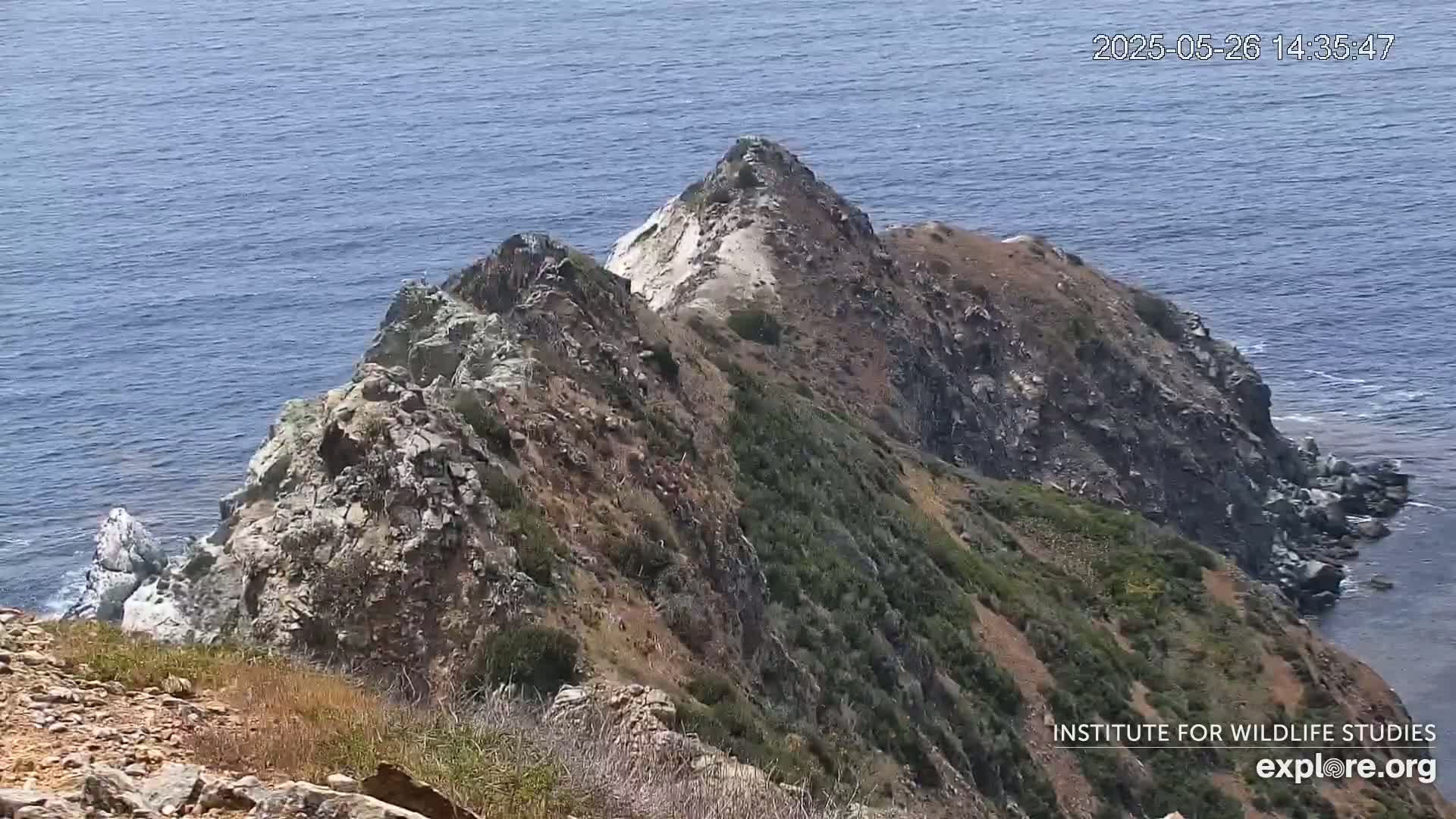Santa Catalina Island  West End Bald Eagle Wildlife & Pasific View Live Cam - West End, Santa Catalina, Los Angeles, California, USA