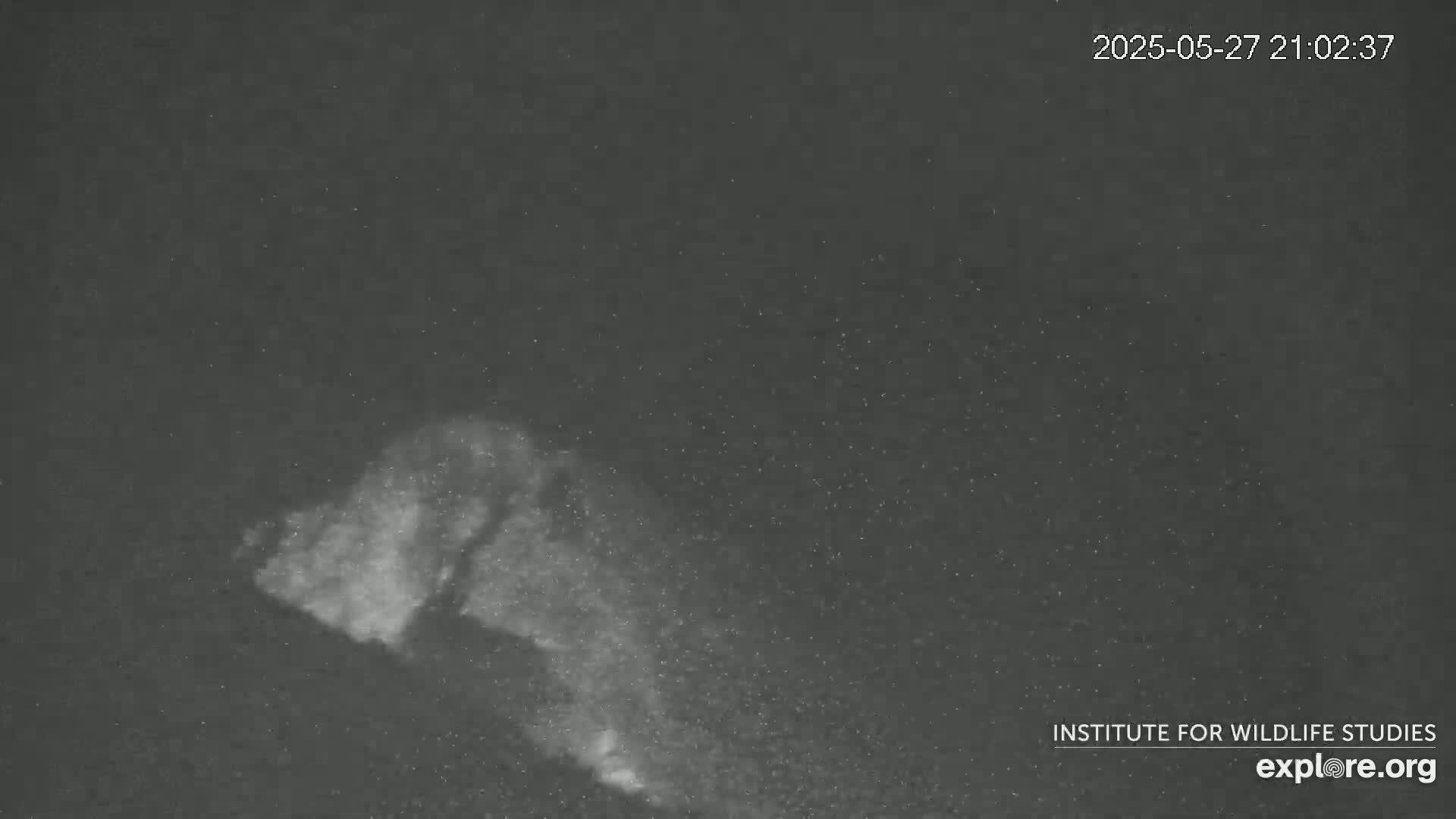 A low-light, grainy image shows a light-colored, vaguely shaped cloud or plume of something against a dark, nighttime sky speckled with small particles.