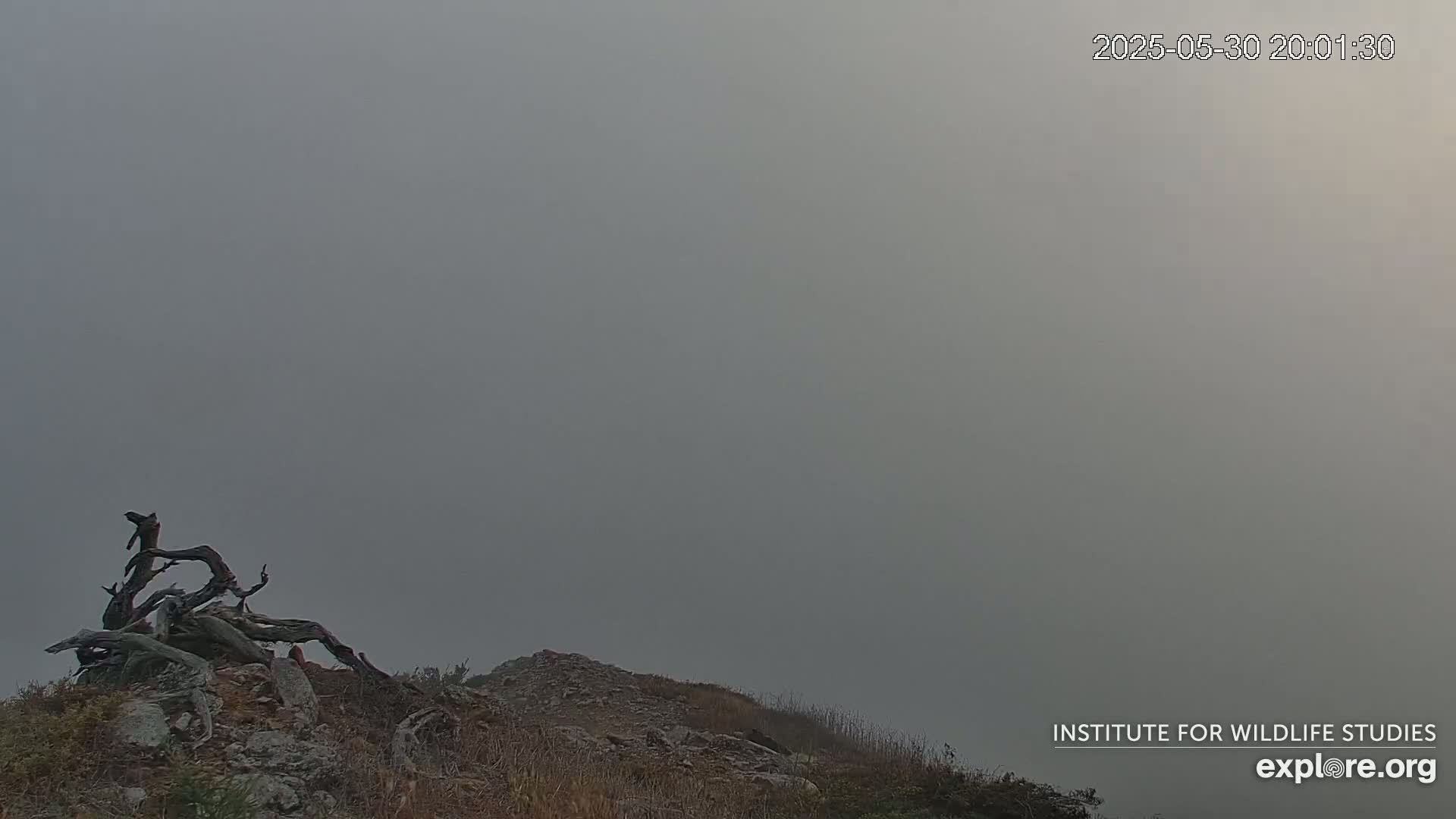 A rocky outcrop with a weathered, gnarled piece of driftwood sits in dense fog.
