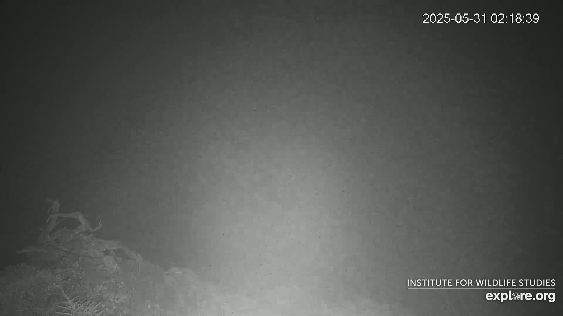 A low-light image shows several animals, possibly deer, on a rocky hill at night.