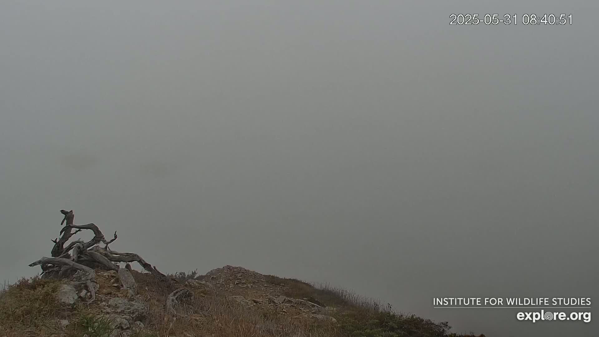 A large piece of driftwood sits atop a rocky, grassy hill shrouded in thick fog.