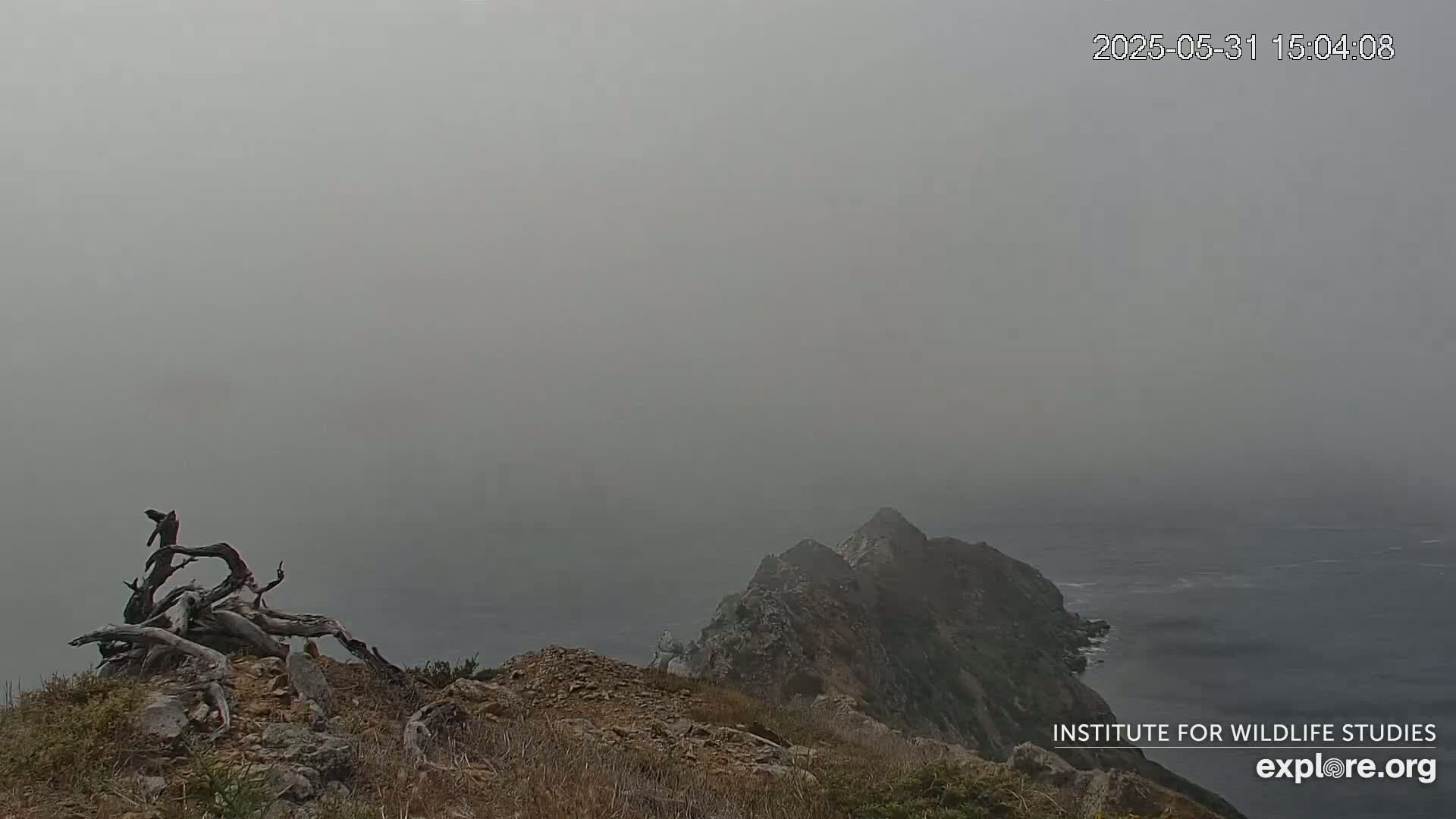 A hazy, foggy view from a rocky clifftop shows a piece of driftwood in the foreground and a distant ocean with a portion of another cliff in the background.