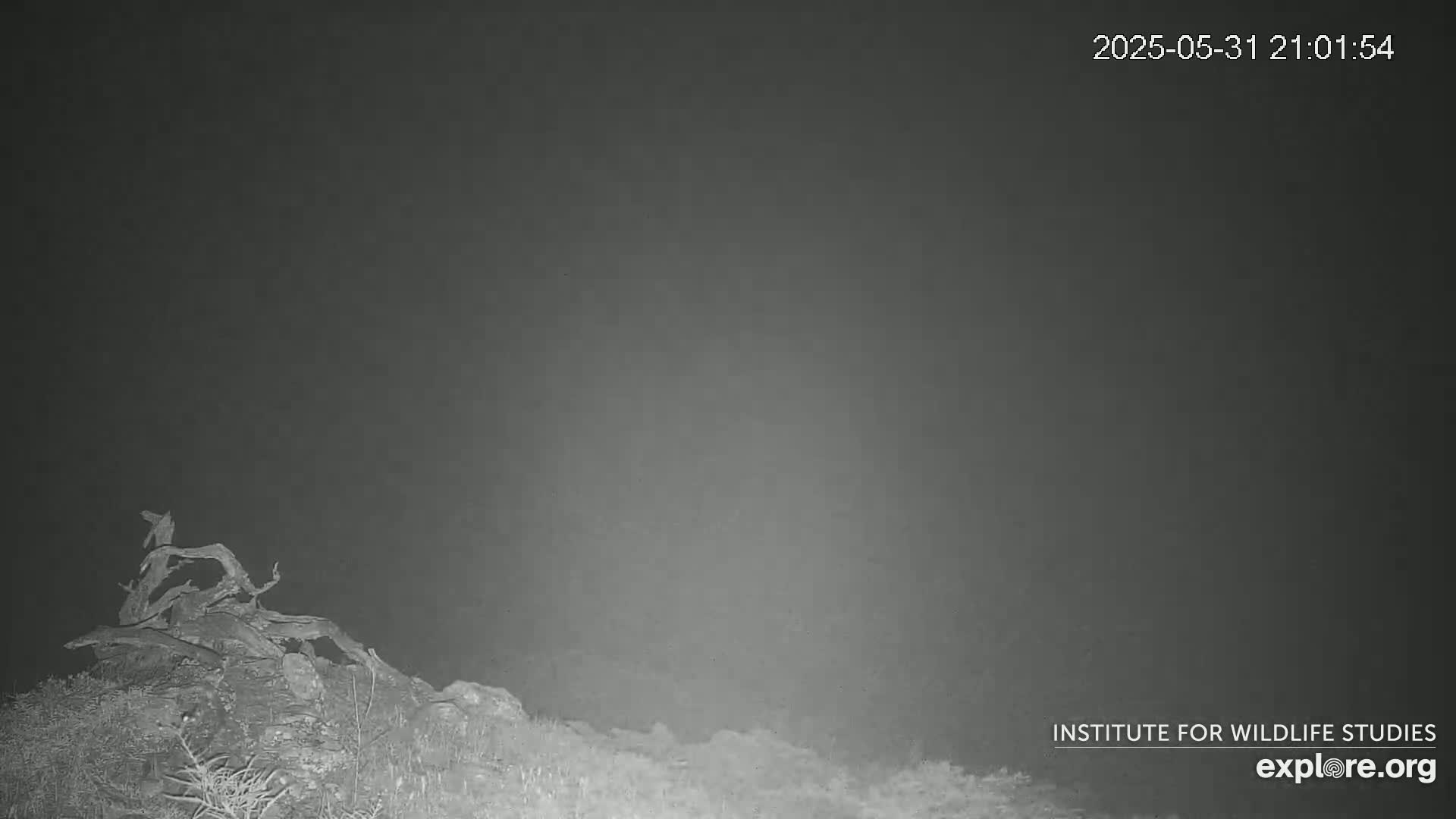 Santa Catalina Island  West End Bald Eagle Wildlife & Pasific View Live Cam - West End, Santa Catalina, Los Angeles, California, USA
