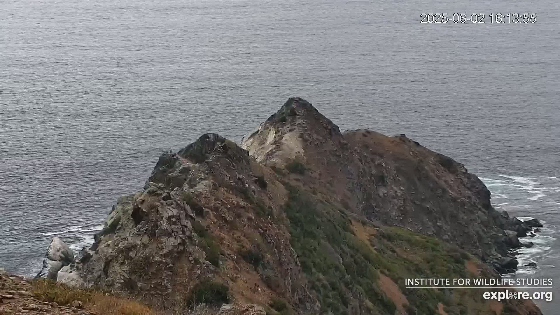 Santa Catalina Island  West End Bald Eagle Wildlife & Pasific View Live Cam - West End, Santa Catalina, Los Angeles, California, USA