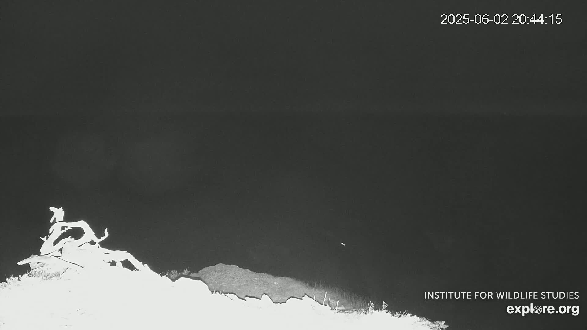Santa Catalina Island  West End Bald Eagle Wildlife & Pasific View Live Cam - West End, Santa Catalina, Los Angeles, California, USA