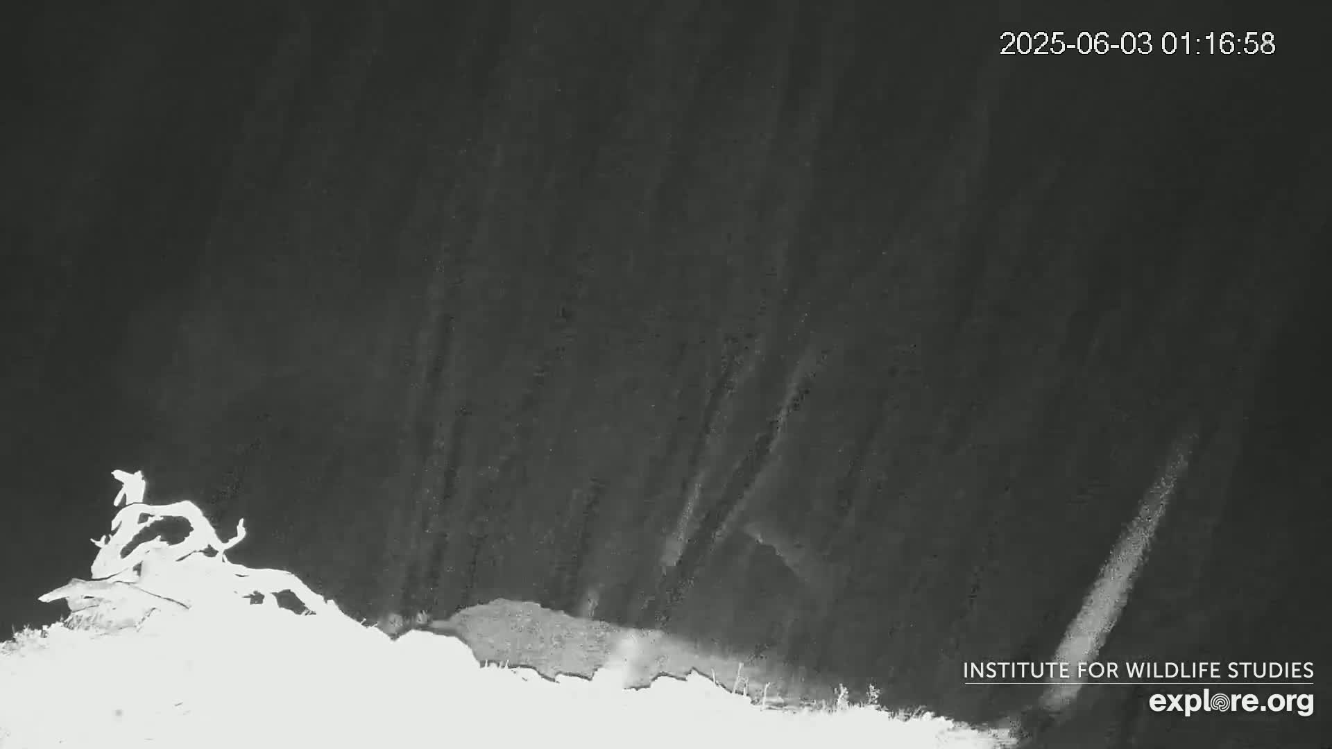 A nighttime, low-light image shows a dark body of water with vertical streaks of light and a bright, possibly snowy, shoreline in the foreground.