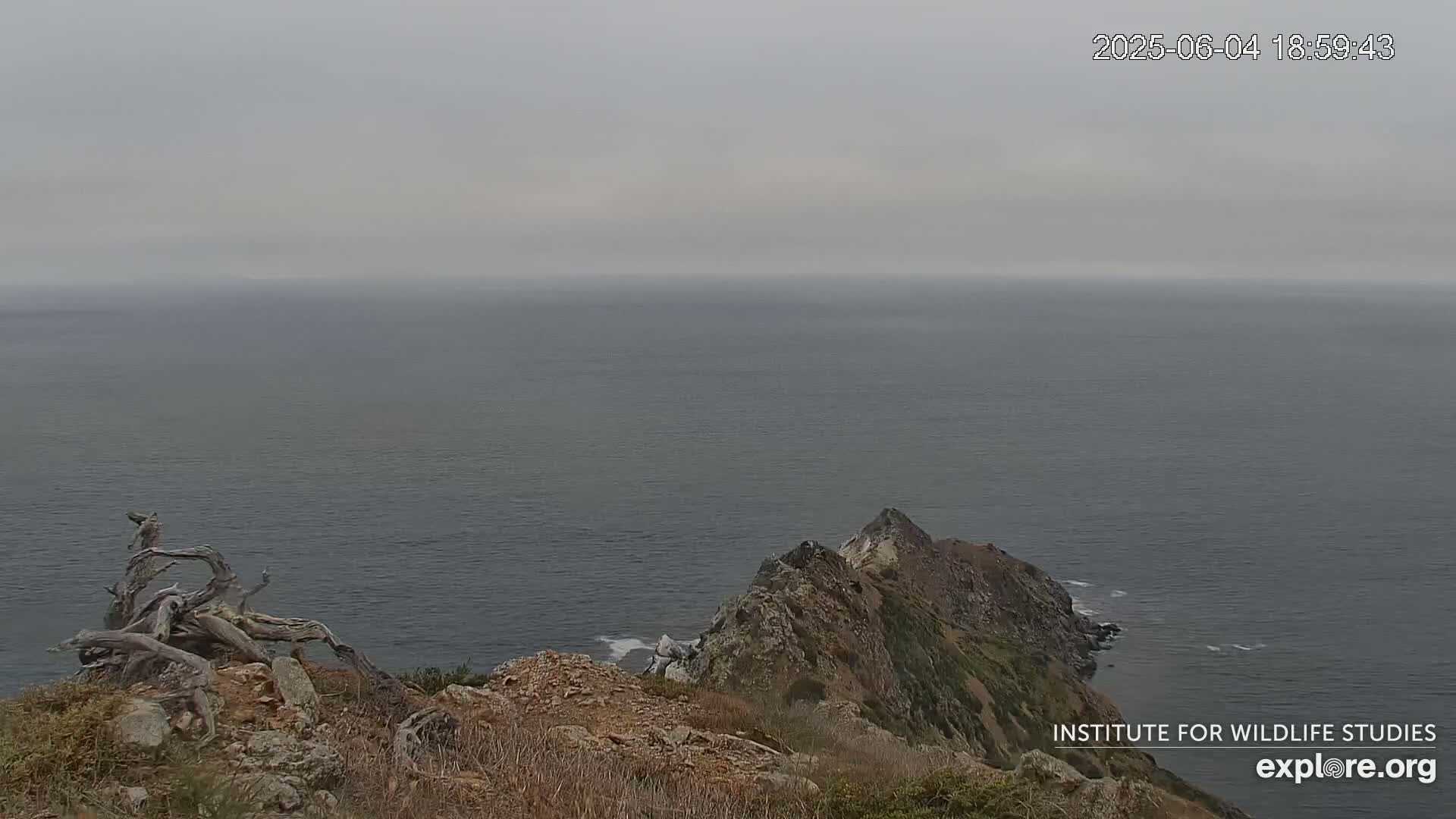A rocky, brown and tan hillside overlooks a gray, overcast ocean, with a piece of driftwood in the foreground.