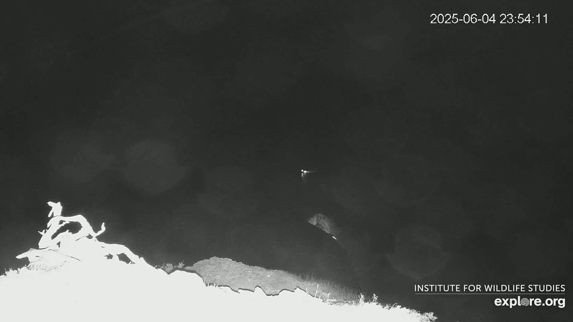 Santa Catalina Island  West End Bald Eagle Wildlife & Pasific View Live Cam - West End, Santa Catalina, Los Angeles, California, USA