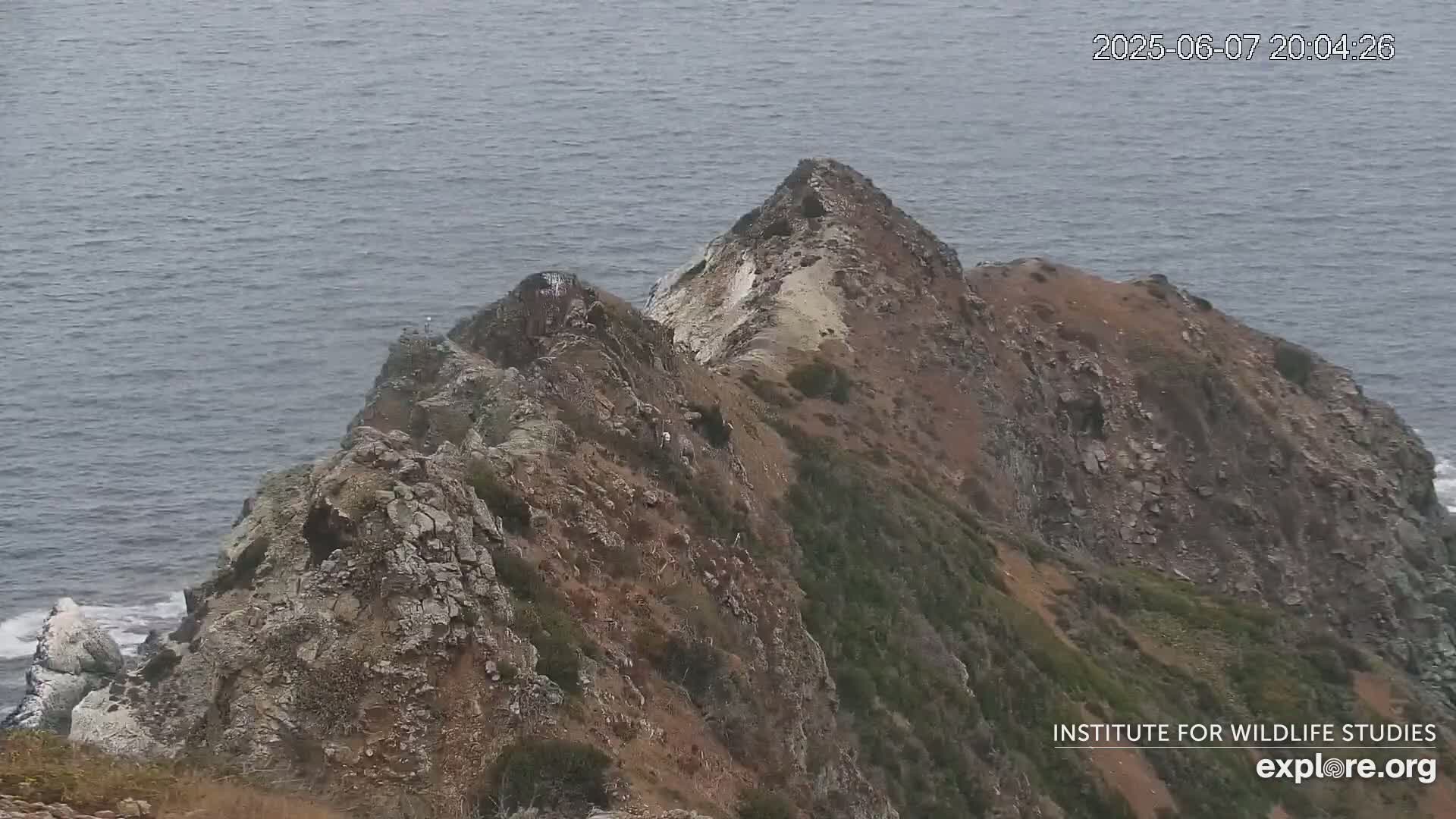 Santa Catalina Island  West End Bald Eagle Wildlife & Pasific View Live Cam - West End, Santa Catalina, Los Angeles, California, USA