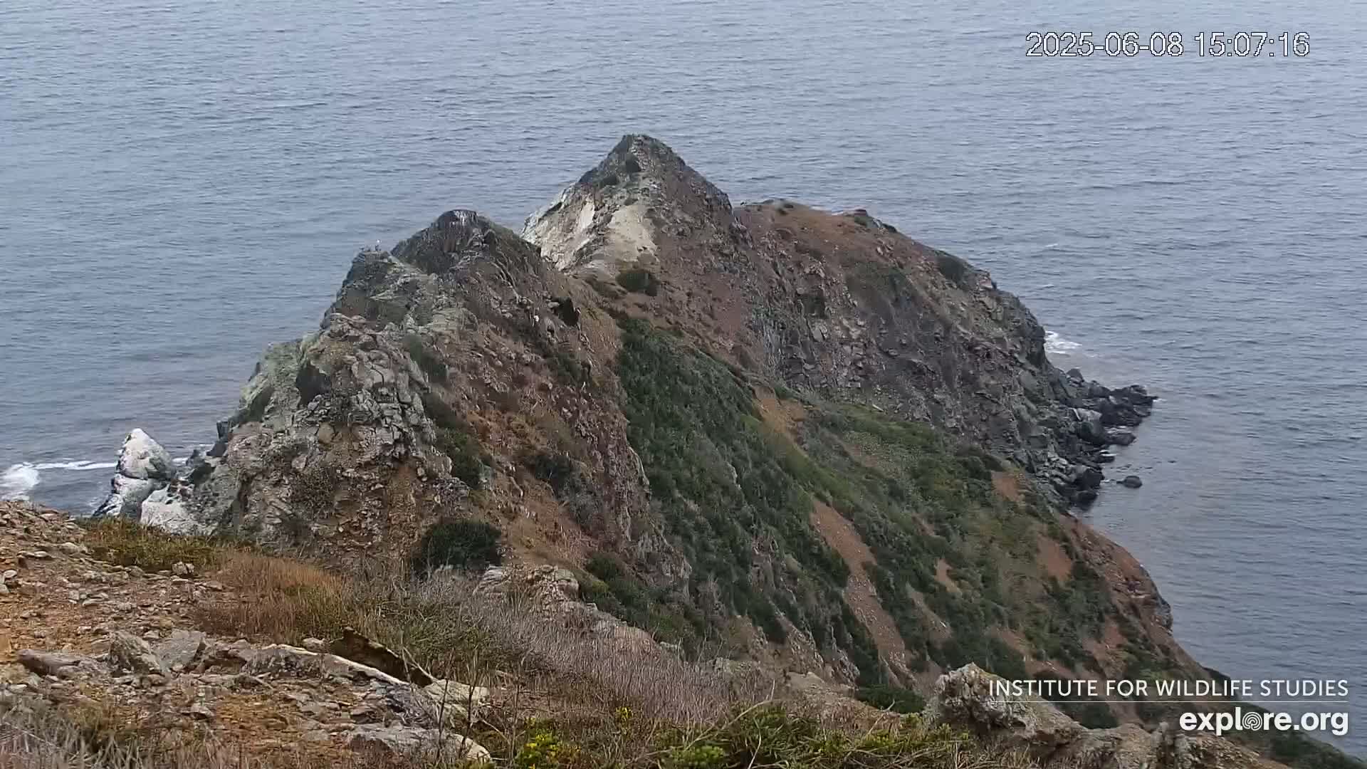 Santa Catalina Island  West End Bald Eagle Wildlife & Pasific View Live Cam - West End, Santa Catalina, Los Angeles, California, USA