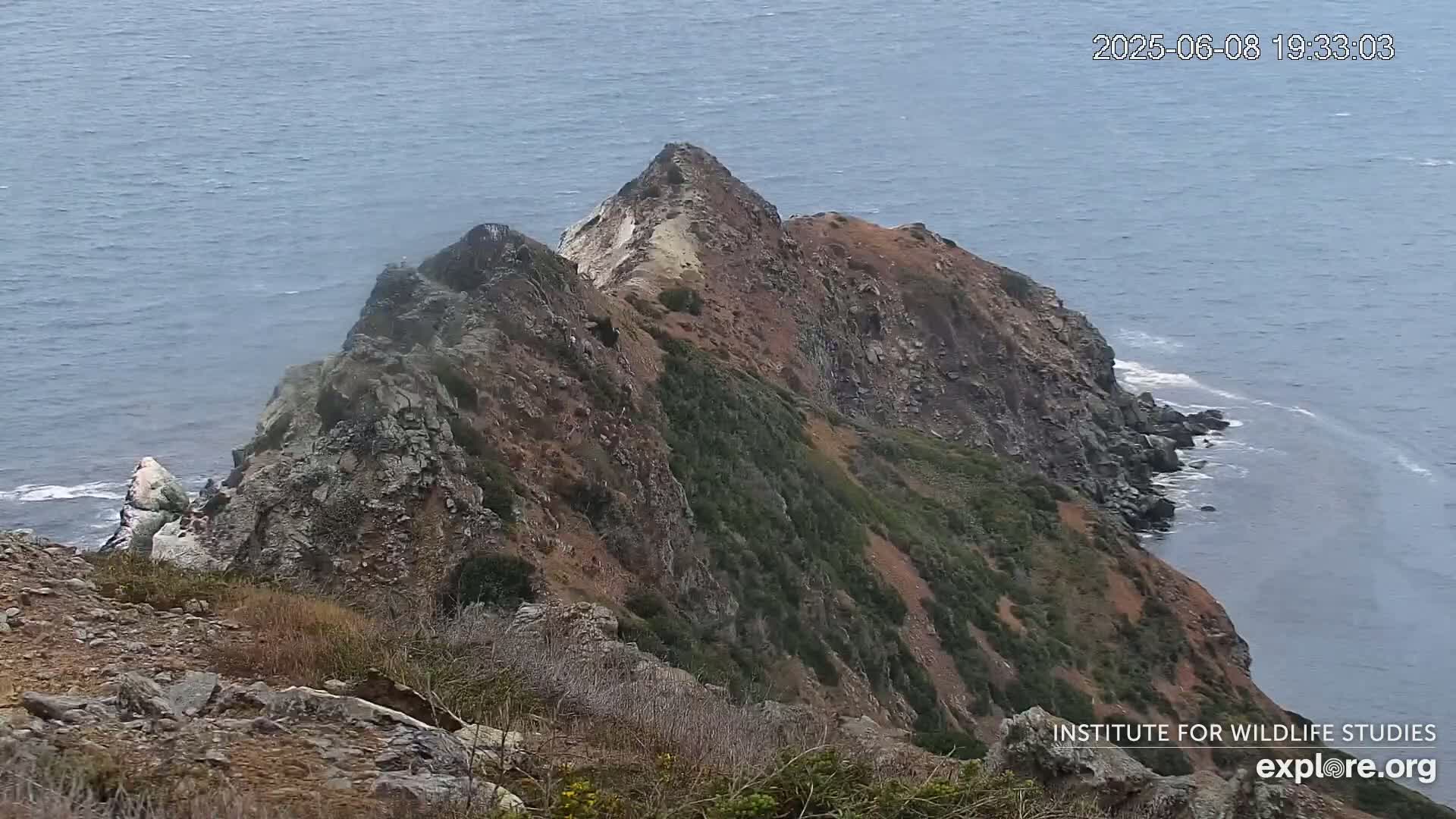 Santa Catalina Island  West End Bald Eagle Wildlife & Pasific View Live Cam - West End, Santa Catalina, Los Angeles, California, USA