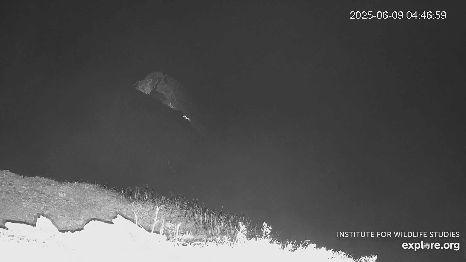 A nighttime, low-light image shows a dark body of water, possibly a lake or river, with vegetation along its edge.