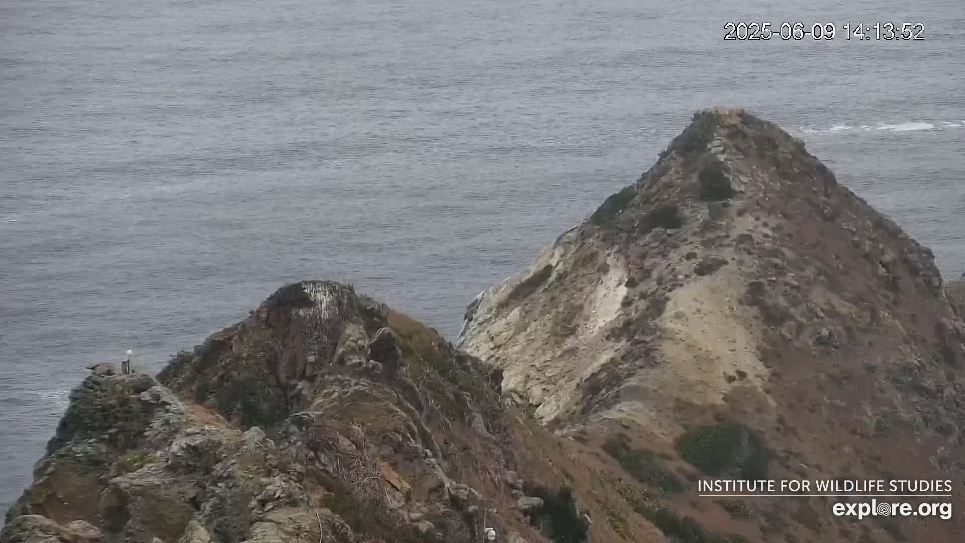 Santa Catalina Island  West End Bald Eagle Wildlife & Pasific View Live Cam - West End, Santa Catalina, Los Angeles, California, USA