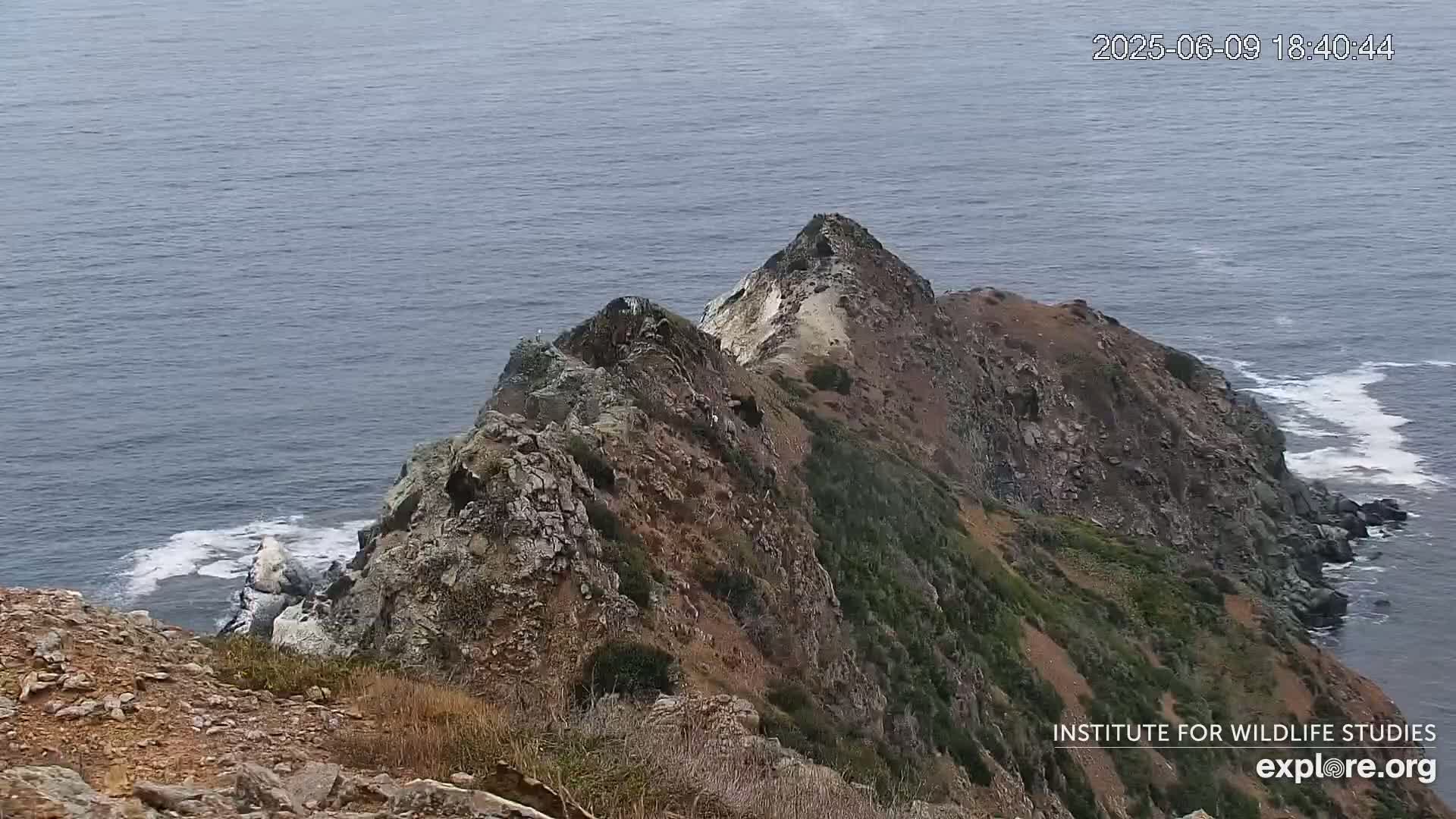 Santa Catalina Island  West End Bald Eagle Wildlife & Pasific View Live Cam - West End, Santa Catalina, Los Angeles, California, USA