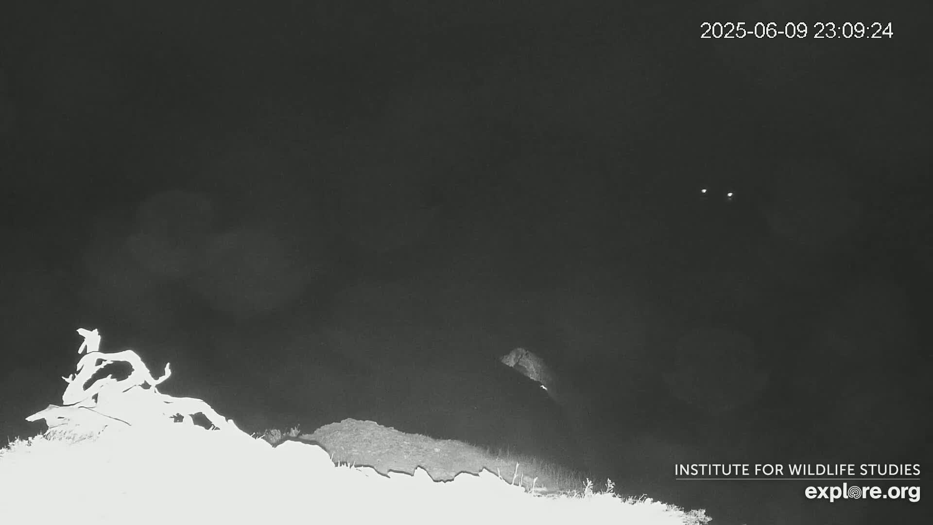 Santa Catalina Island  West End Bald Eagle Wildlife & Pasific View Live Cam - West End, Santa Catalina, Los Angeles, California, USA