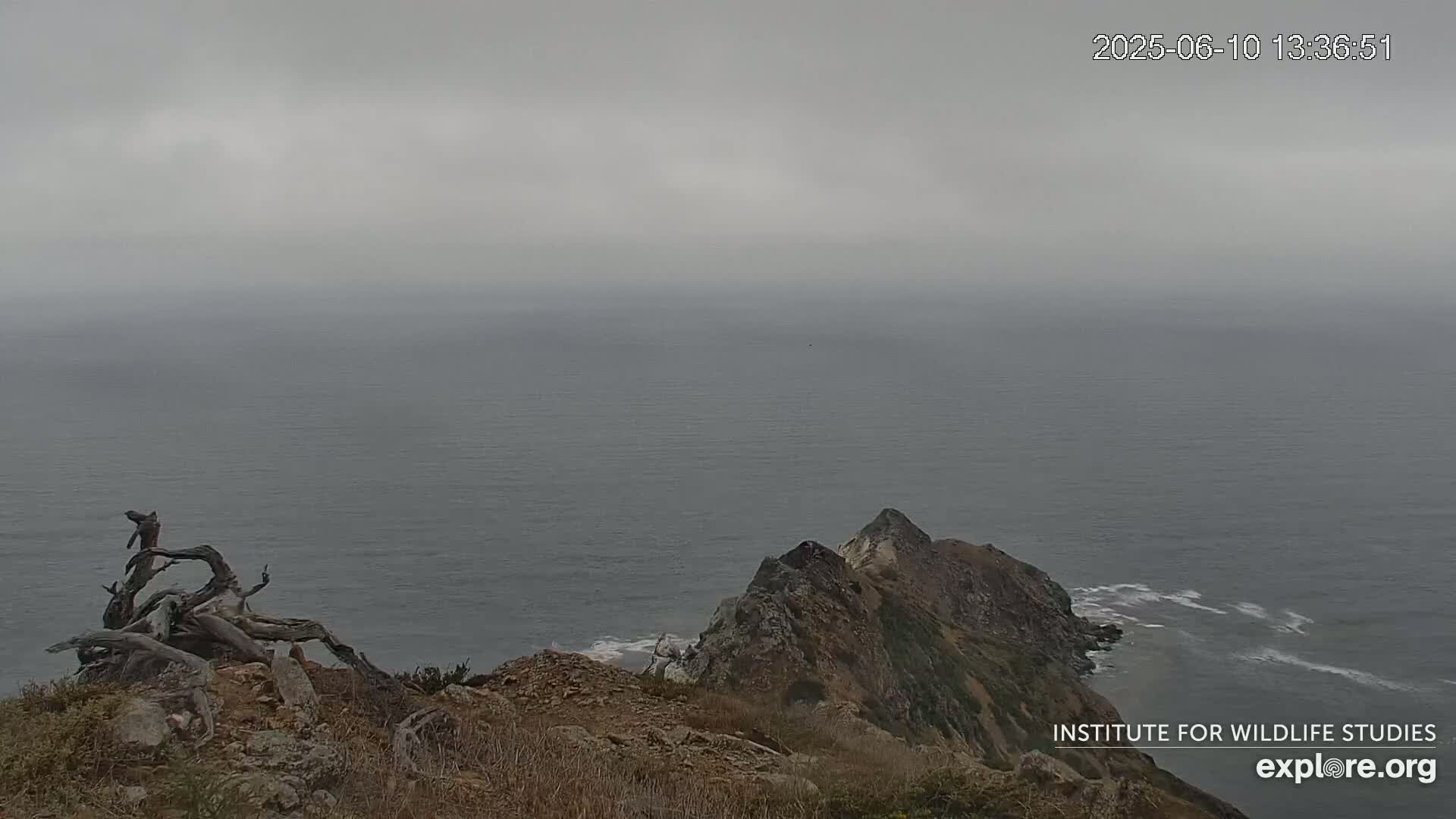Santa Catalina Island  West End Bald Eagle Wildlife & Pasific View Live Cam - West End, Santa Catalina, Los Angeles, California, USA