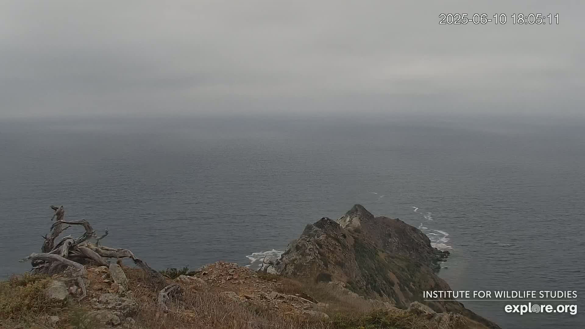 Santa Catalina Island  West End Bald Eagle Wildlife & Pasific View Live Cam - West End, Santa Catalina, Los Angeles, California, USA