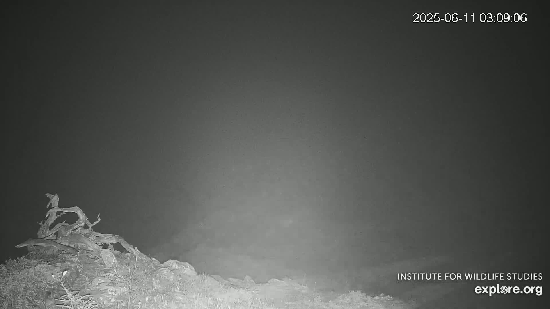 A gnarled tree stump sits atop a rocky hill under a dark, night sky.
