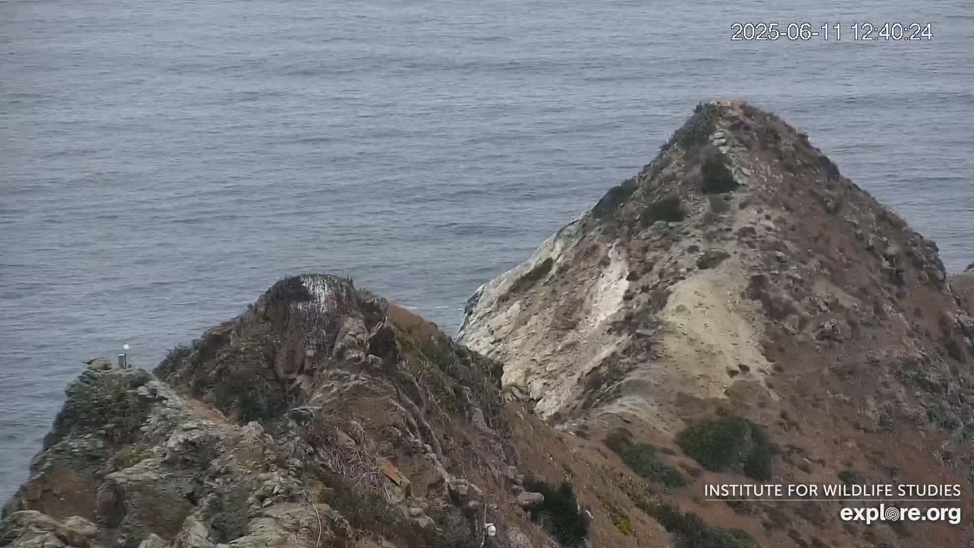 Santa Catalina Island  West End Bald Eagle Wildlife & Pasific View Live Cam - West End, Santa Catalina, Los Angeles, California, USA