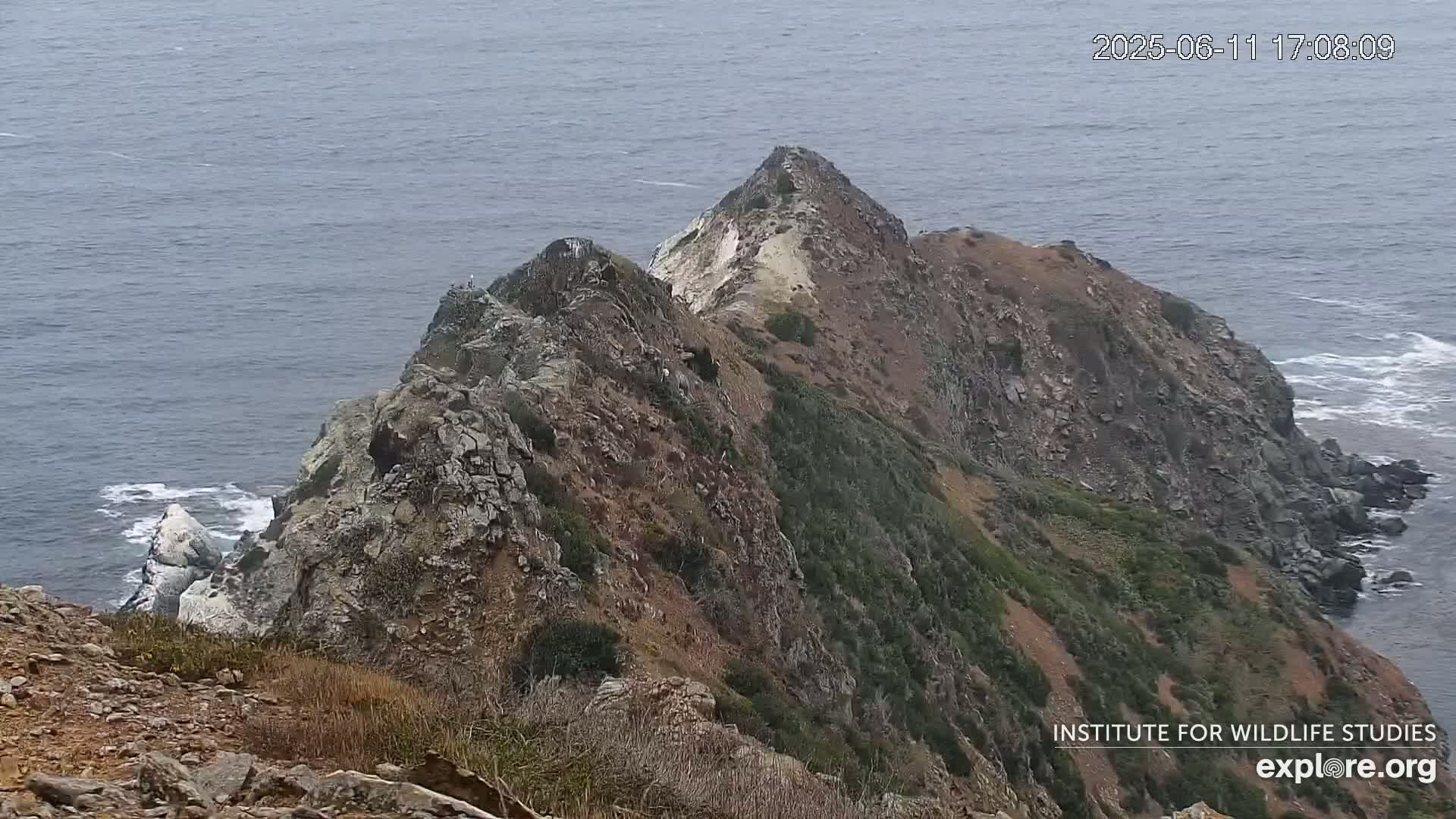 Santa Catalina Island  West End Bald Eagle Wildlife & Pasific View Live Cam - West End, Santa Catalina, Los Angeles, California, USA