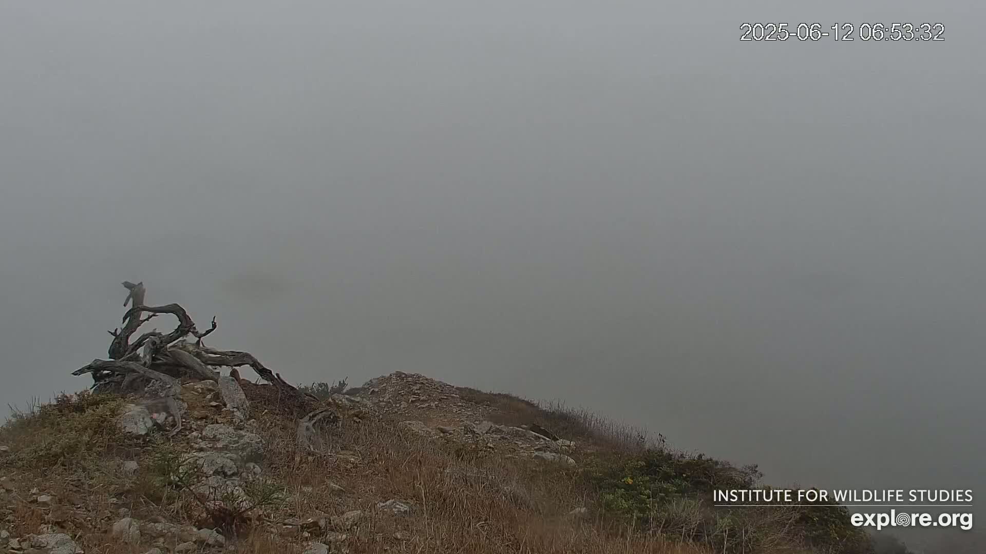 A large, gnarled piece of driftwood sits atop a rocky hill shrouded in dense fog.