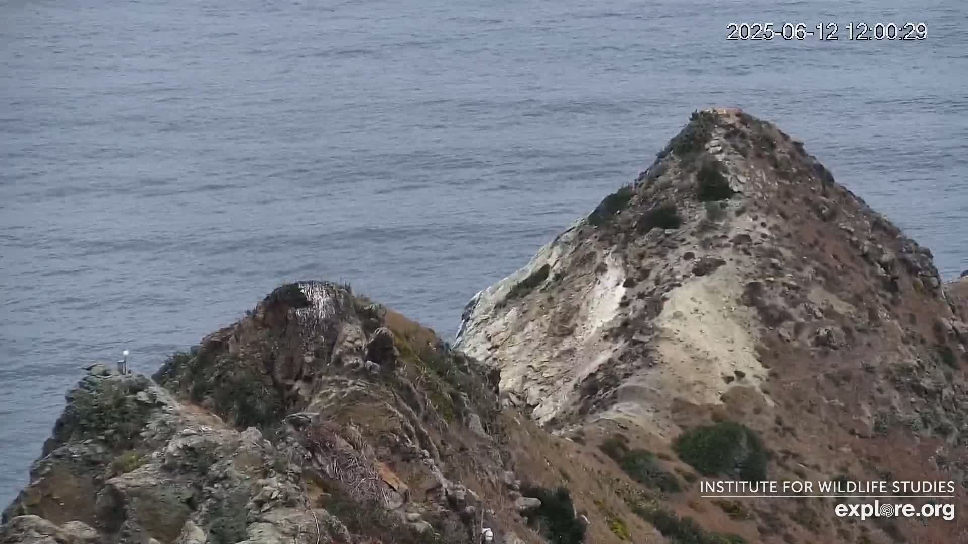 Santa Catalina Island  West End Bald Eagle Wildlife & Pasific View Live Cam - West End, Santa Catalina, Los Angeles, California, USA
