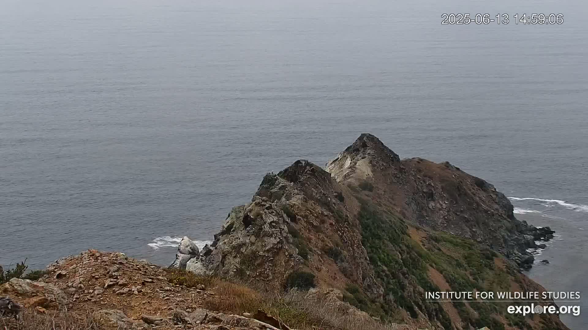 Santa Catalina Island  West End Bald Eagle Wildlife & Pasific View Live Cam - West End, Santa Catalina, Los Angeles, California, USA