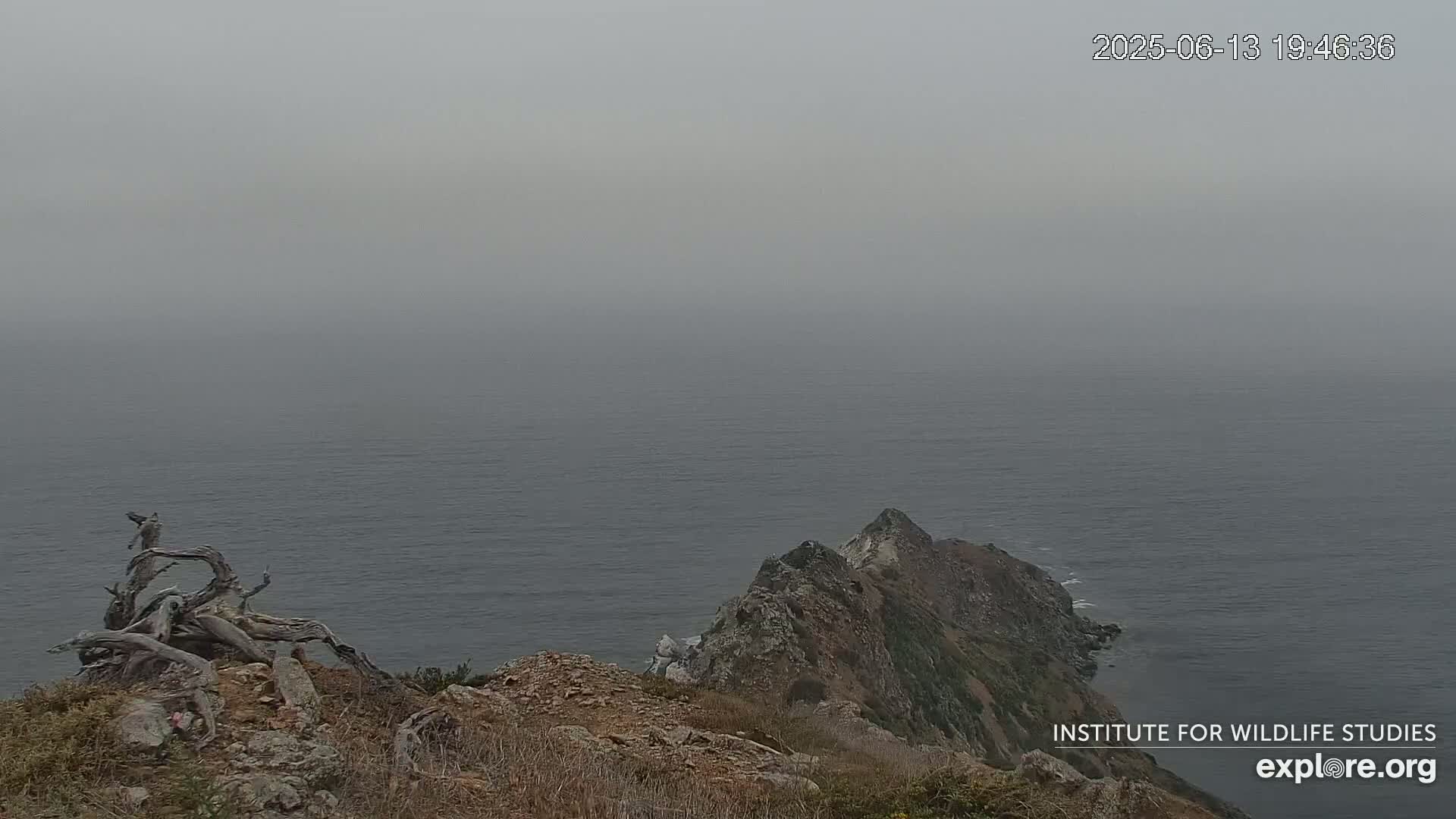 Santa Catalina Island  West End Bald Eagle Wildlife & Pasific View Live Cam - West End, Santa Catalina, Los Angeles, California, USA