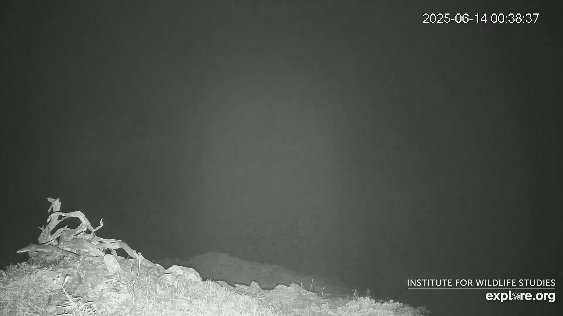 A gnarled tree stump sits atop a rocky hill under a dark night sky.