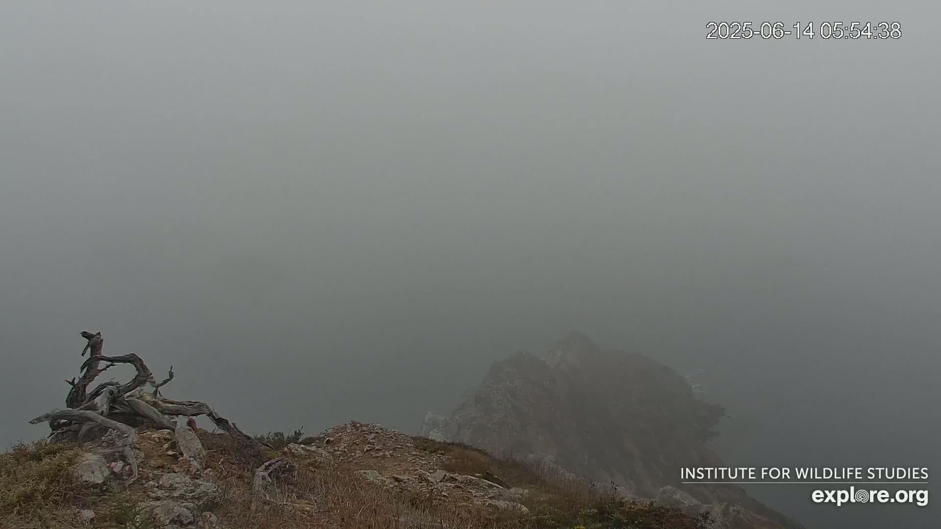 A gnarled piece of driftwood sits atop a rocky, grassy cliff overlooking a foggy ocean and a distant, shrouded headland.