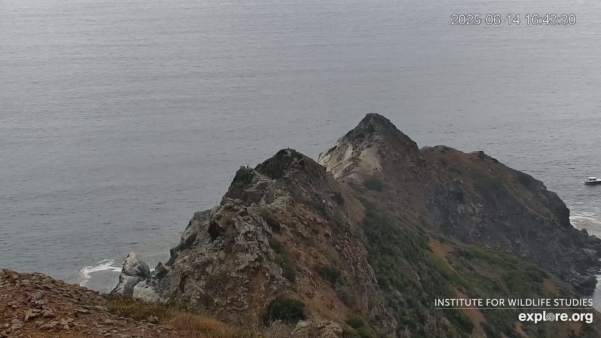 Santa Catalina Island  West End Bald Eagle Wildlife & Pasific View Live Cam - West End, Santa Catalina, Los Angeles, California, USA