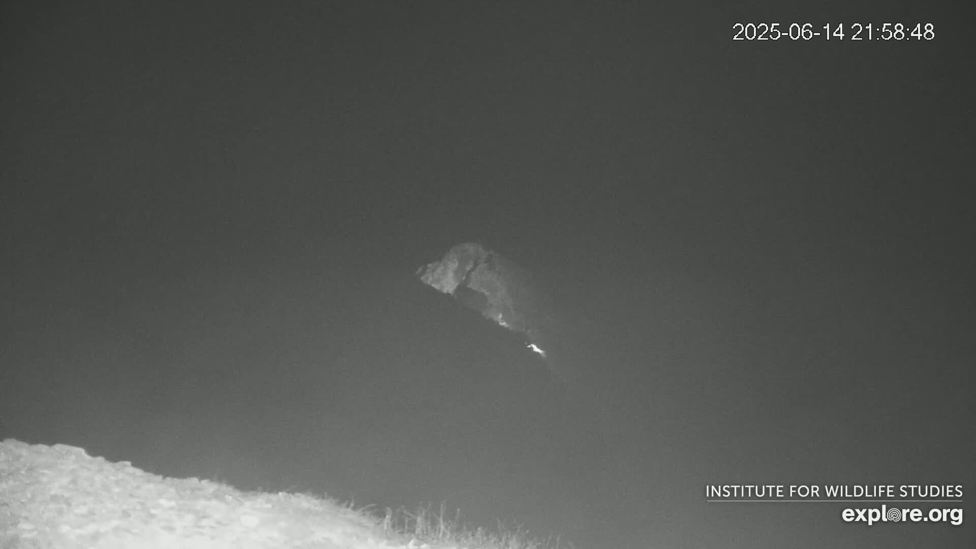 Santa Catalina Island  West End Bald Eagle Wildlife & Pasific View Live Cam - West End, Santa Catalina, Los Angeles, California, USA