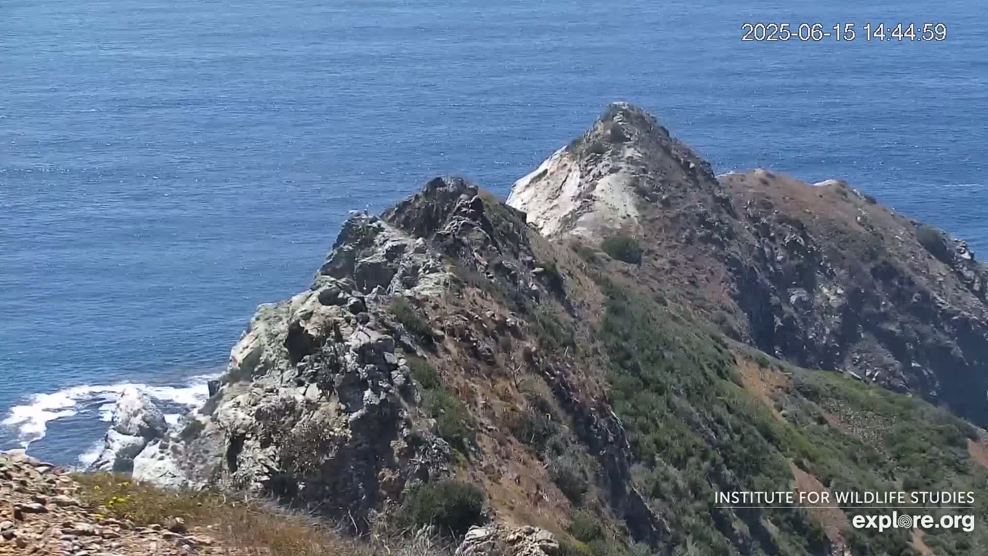 Santa Catalina Island  West End Bald Eagle Wildlife & Pasific View Live Cam - West End, Santa Catalina, Los Angeles, California, USA